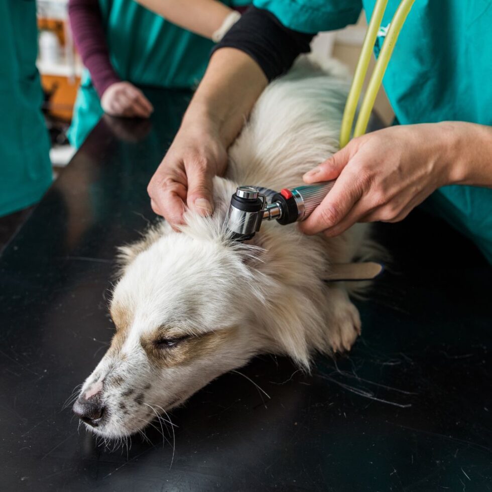 Virginia Beach, VA 23453 Veterinary Services Vets Now! Veterinary