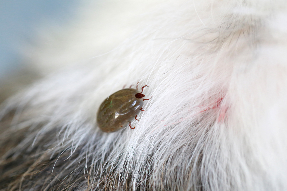 big tick on a dog in clearing.