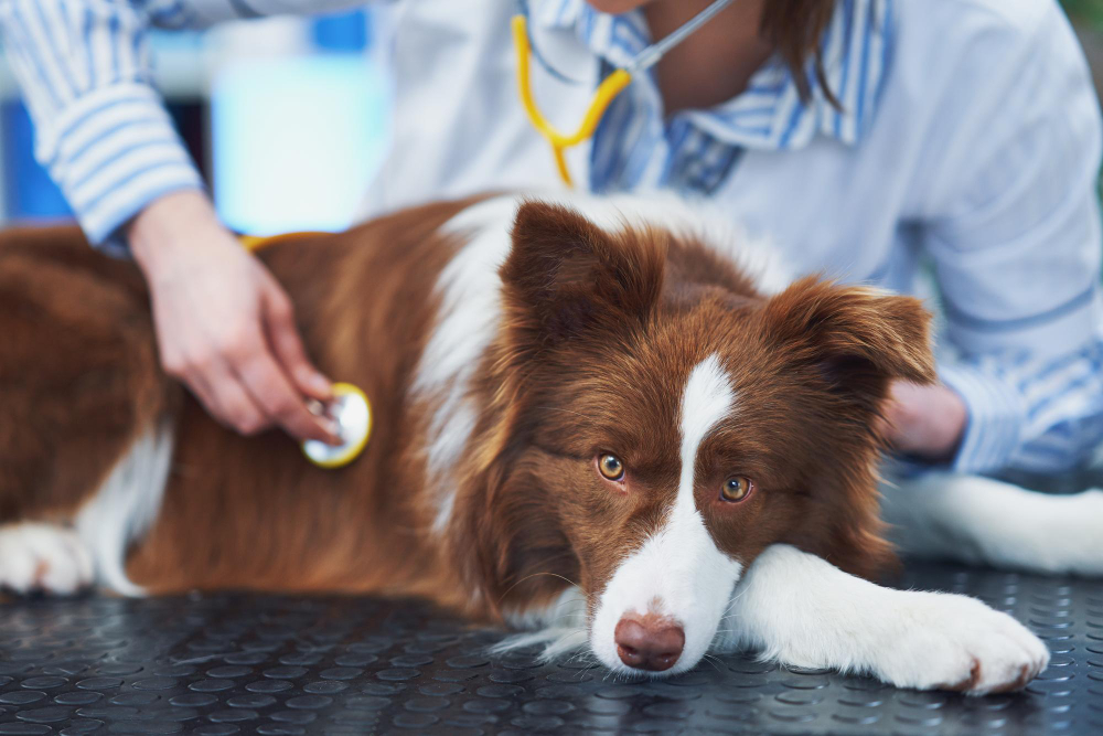 brown border collie dog during visit in vet high quality photo
