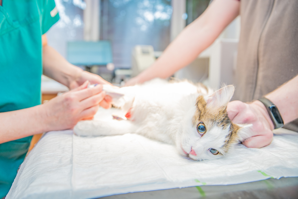 cat on surgical table during castration in veterinary clinic. blurred