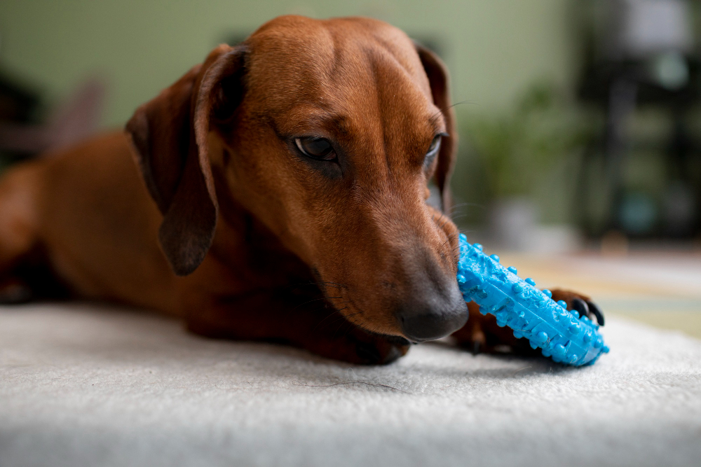 close-up-beautiful-dachshund-dog-with-chewing-toy.