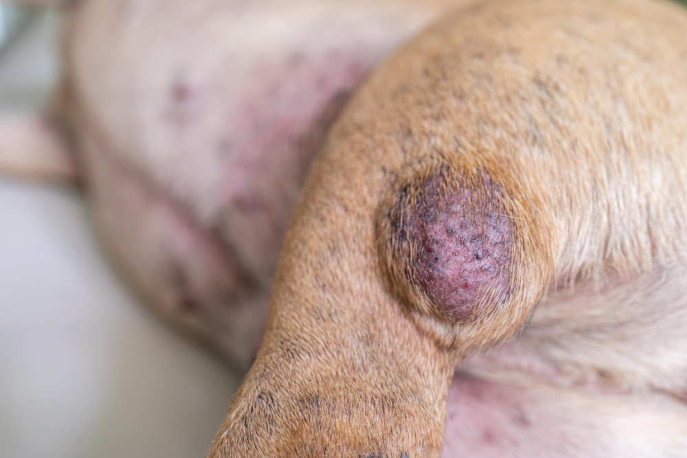 close-up-growing-tumor-dog-s-leg.