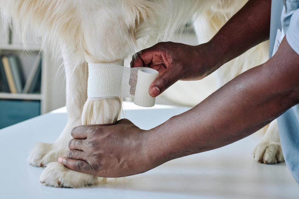 closeup of african vet doctor treating paw of dog at clinic