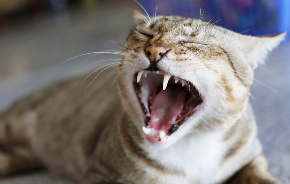 cat-showing-mouth