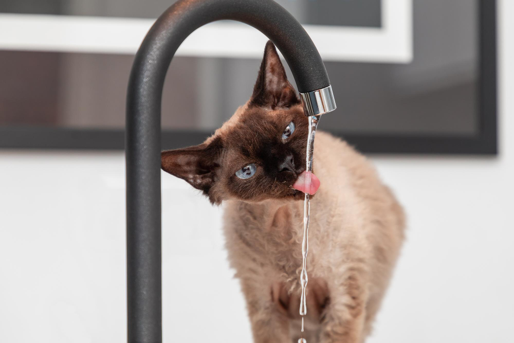 devon-rex-cat-kitchen-drinking-water-from-faucet-selective-focus
