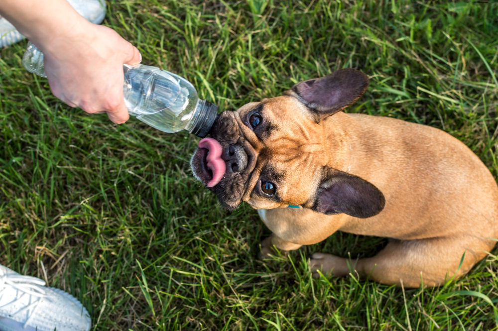 dog drinks water from a bottle in park in heat