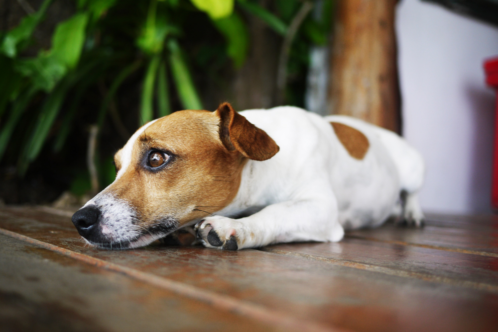 doggy-relax-lying-beauty-pedigree