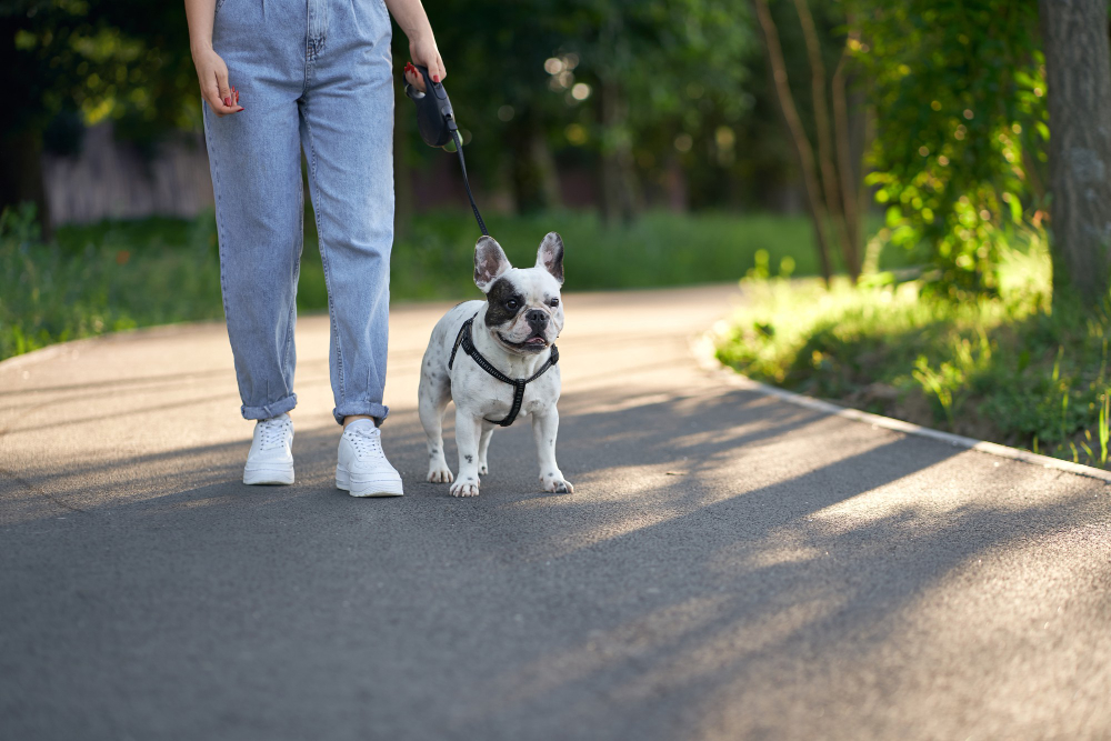 french bulldog walking on leash in park
