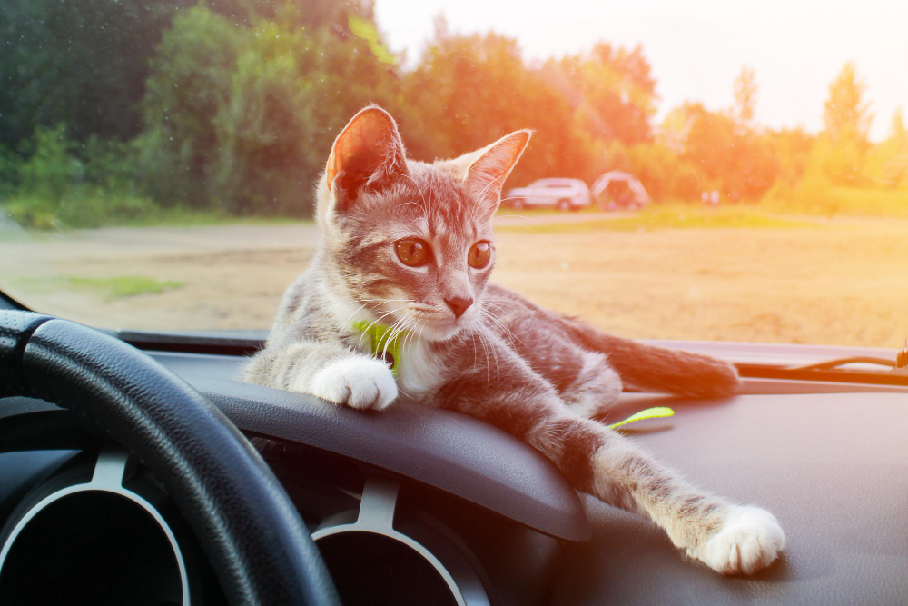gray-tabby-cat-car-front-panel-near-windshield-background-green-trees-park