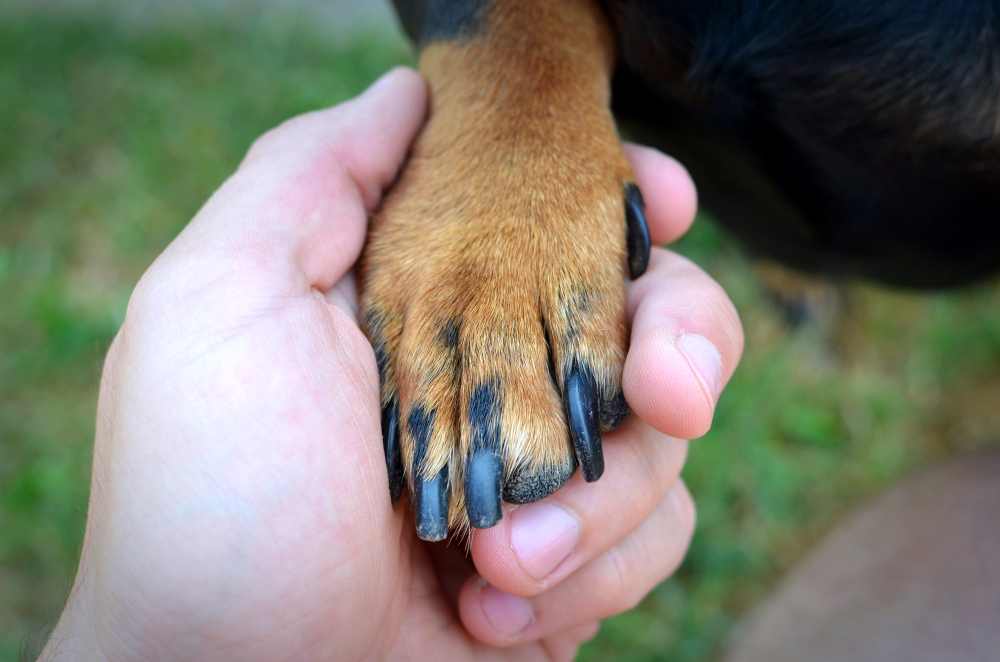  human's hand and dog's paw handshake