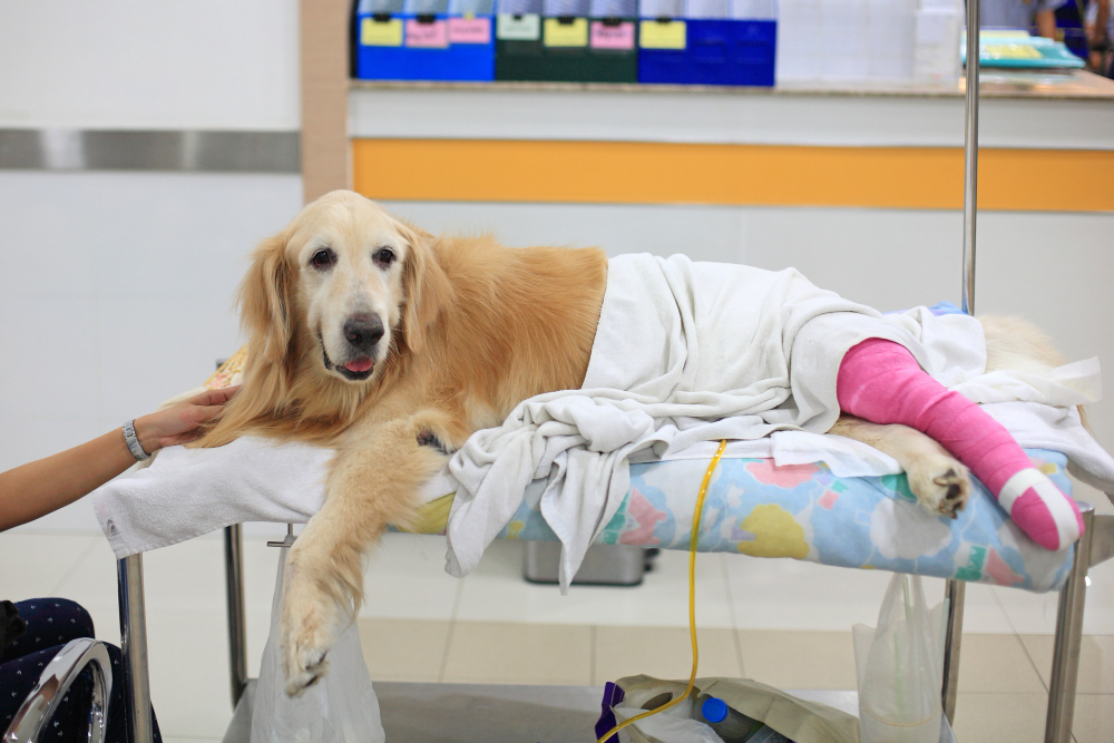 injured-golden-retriever-with-pink-bandage-wheelchair-after-surgery