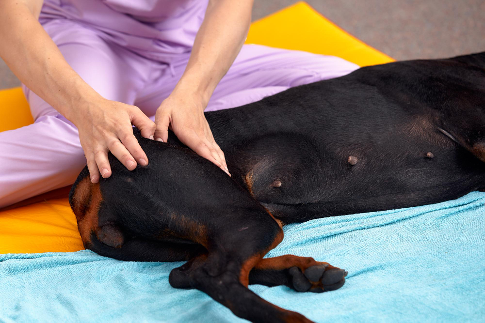 pet physical therapist make massage for big dog physiotherapy in veterinary clinic