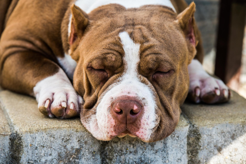Red color american bully dog is lying on the doorstep