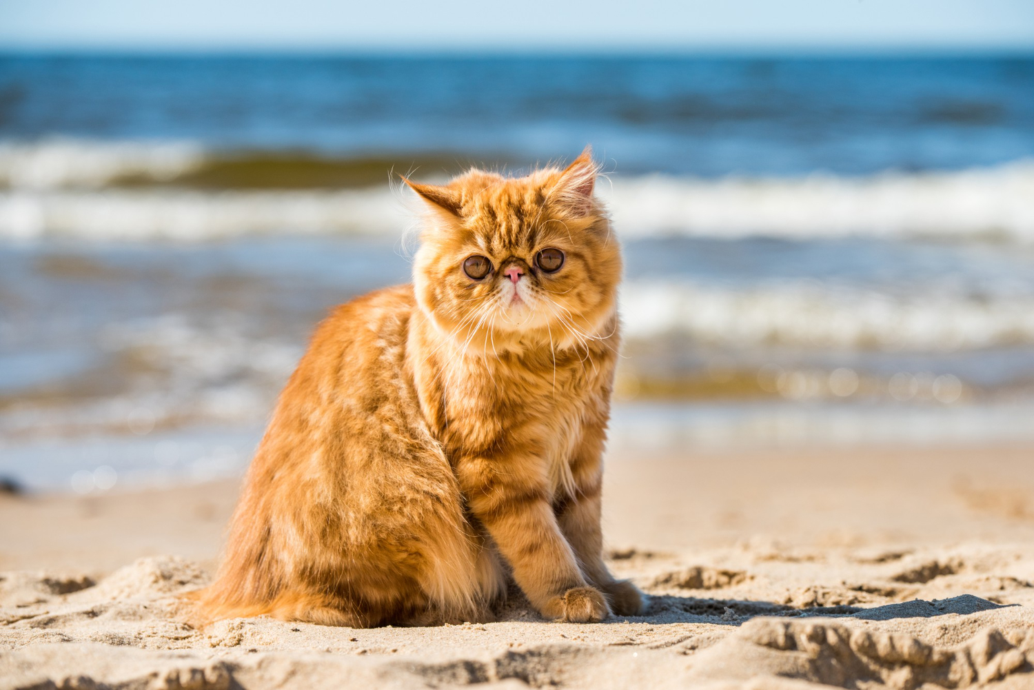 red persian cat is sitting on the beach of baltic sea