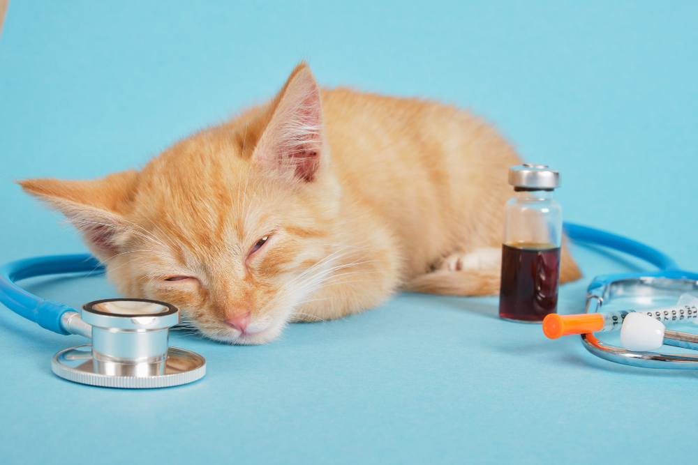sleeping-cute-ginger-kitten-stethoscope-insulin-syringe-medicine-injection-bottle-blue-background