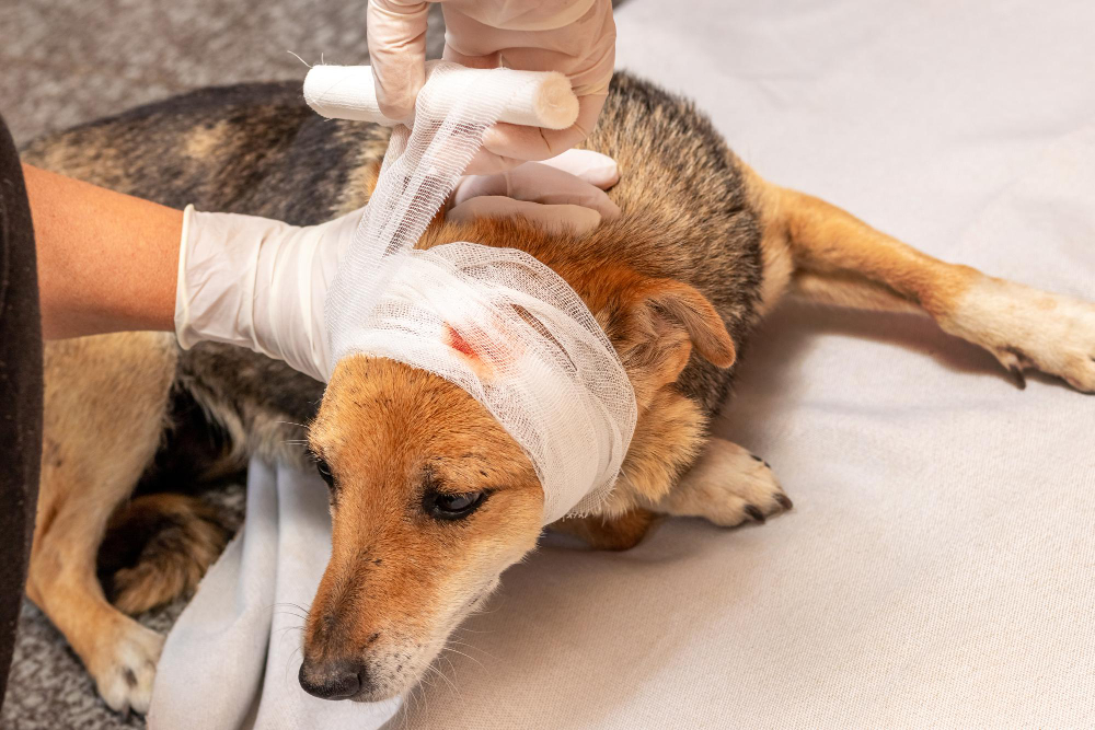 vet-applies-bandage-injured-dog-s-head.jpg