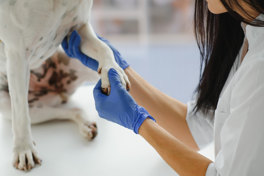 the veterinarian's hands check the paw of a dog