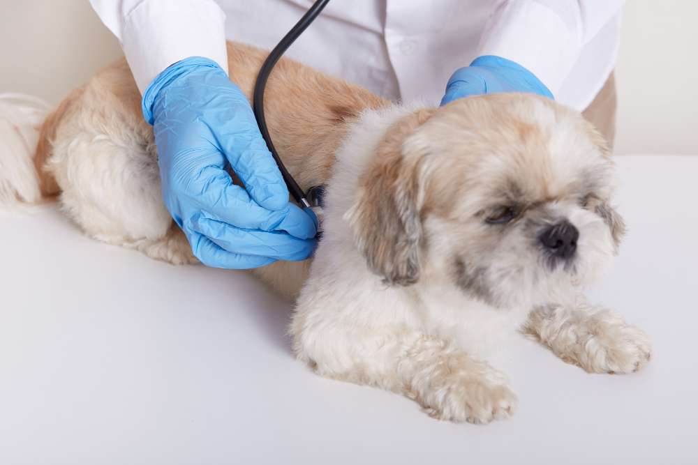 veterinary-blue-protective-latex-gloves-examining-dog-via-stethoscope