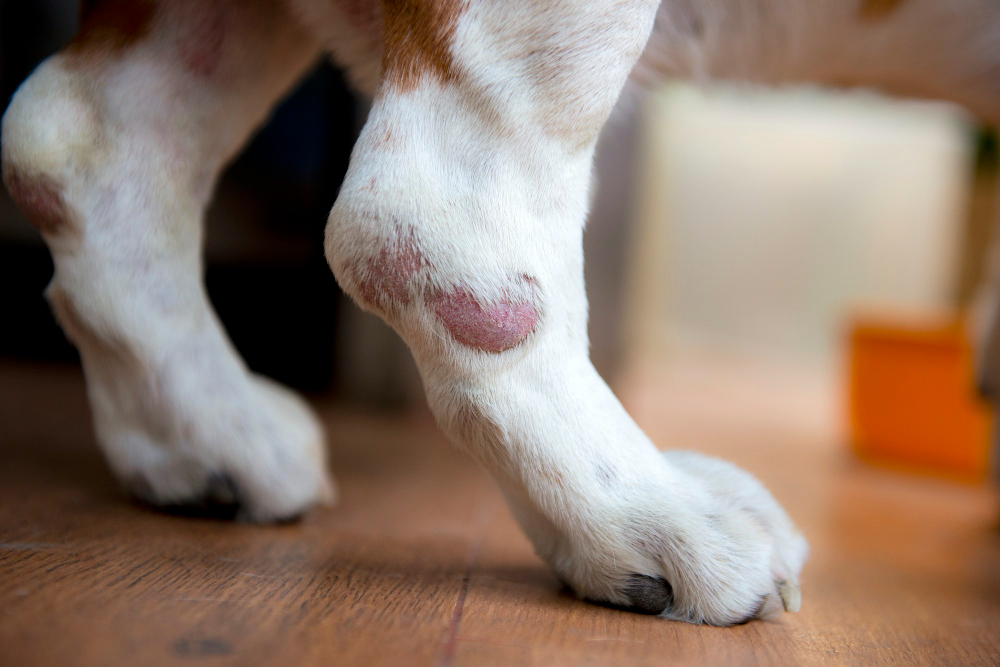 wounded dog's leg from skin infections